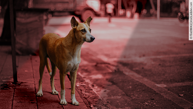 4zevar/stock.adobe.com