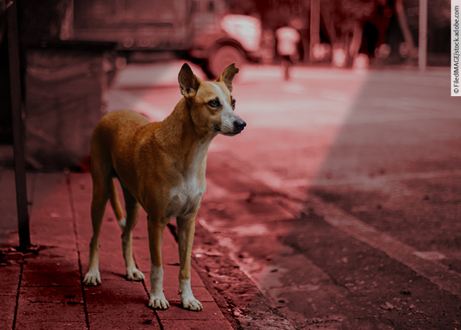 4zevar/stock.adobe.com